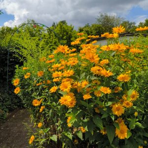 Blumenwiesen und Blumenbeete – Natürlich, nachhaltig und blühend schön für jeden Garten.