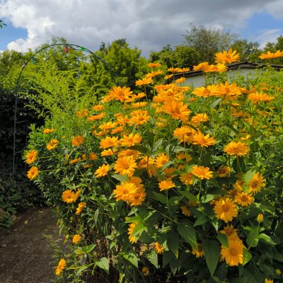 Blumenwiesen und Blumenbeete – Natürliche Schönheit für jeden Garten Blumenwiesen und Blumenbeete – Natürlich, nachhaltig und blühend schön für jeden Garten.