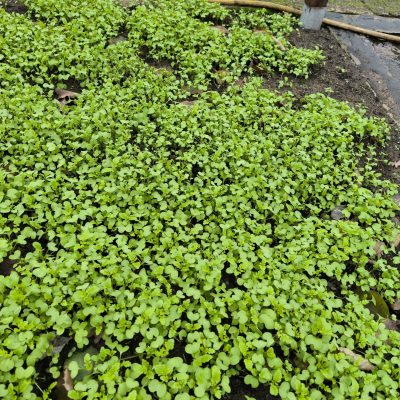 Unkrautbeseitigung Effektive Unkrautbeseitigung ohne Chemie – Nachhaltige Methoden für einen gesunden Garten