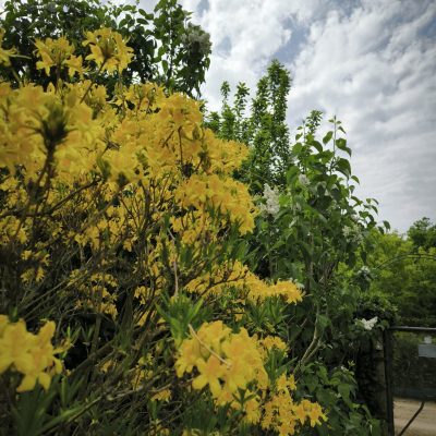 Blumenwiesen Nachhaltige Gestaltung für Unternehmen – Grüne Oasen für ein umweltbewusstes Firmenimage